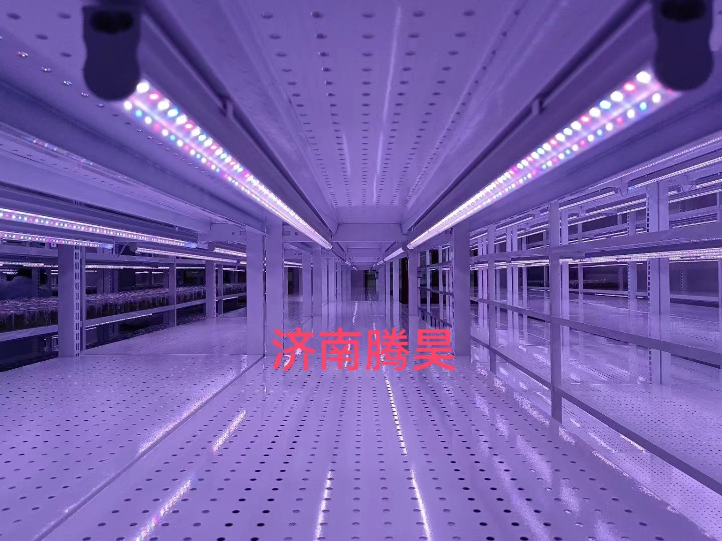 組培架，培養架，光照培養架，組培室設計，組培室無菌凈化